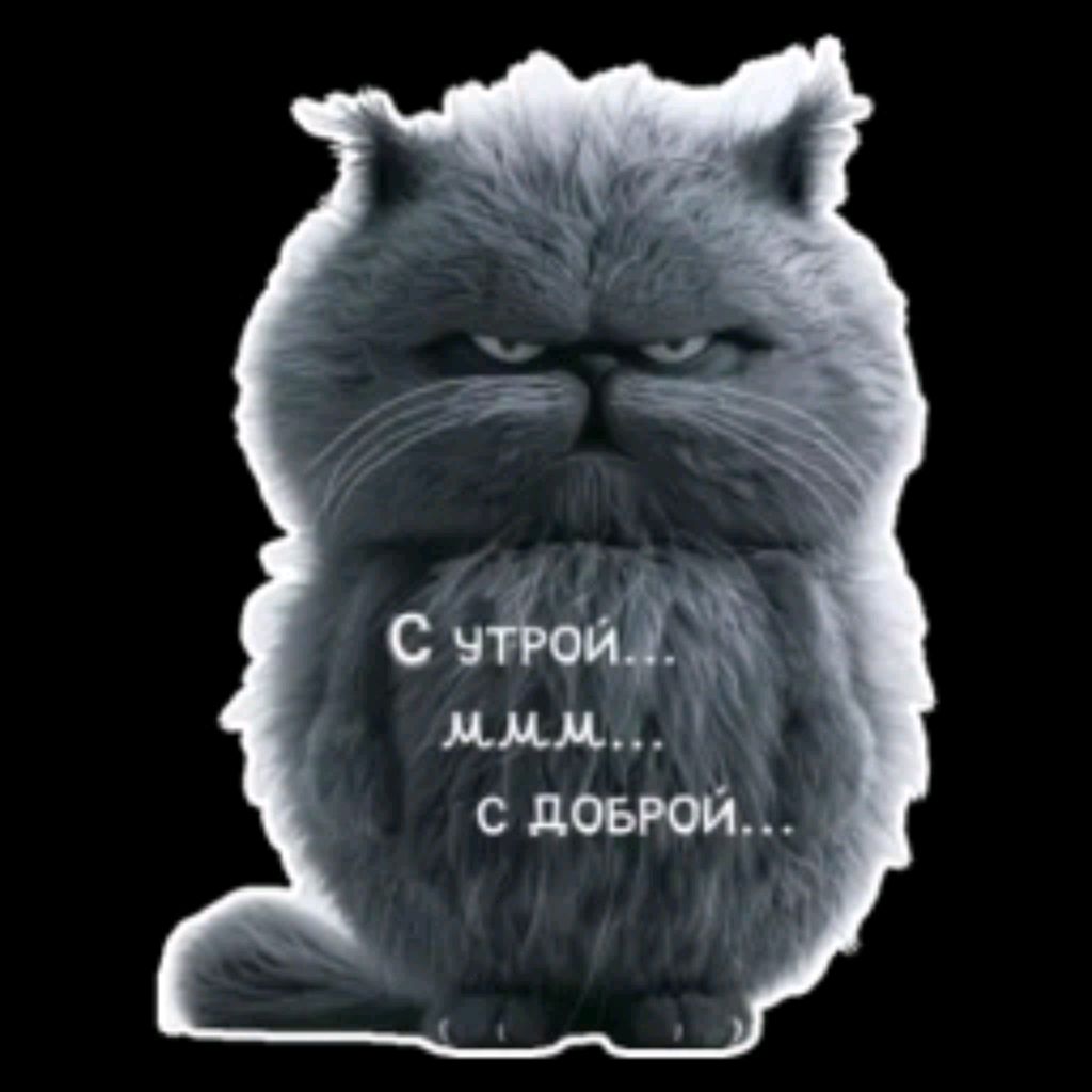 Иконка канала кот камин