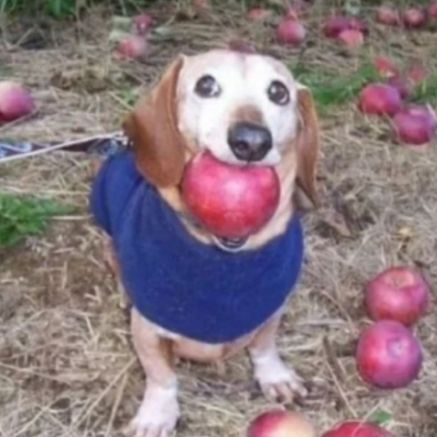 Иконка канала Антон