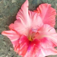 Иконка канала ဘာ၆၈လည Hasтя း့ဝညကငမန၀၈ه