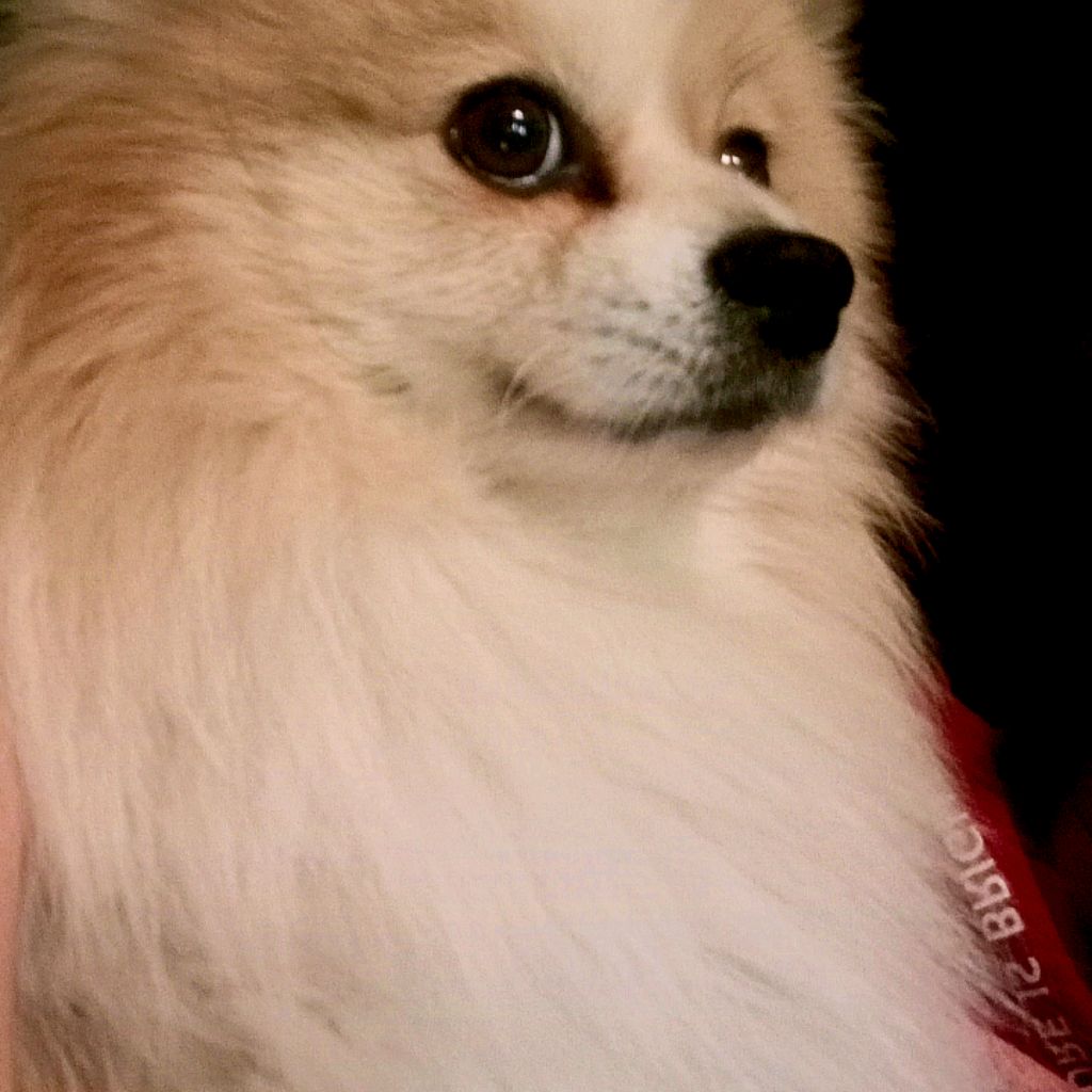 Иконка канала Нарезки|twitch|lol_sosison