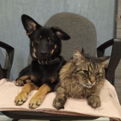 Иконка канала AlfaTima