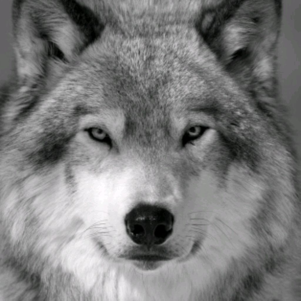 Иконка канала NickA