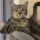 Иконка канала fuNNy cats