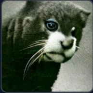 Иконка канала Zavakeno