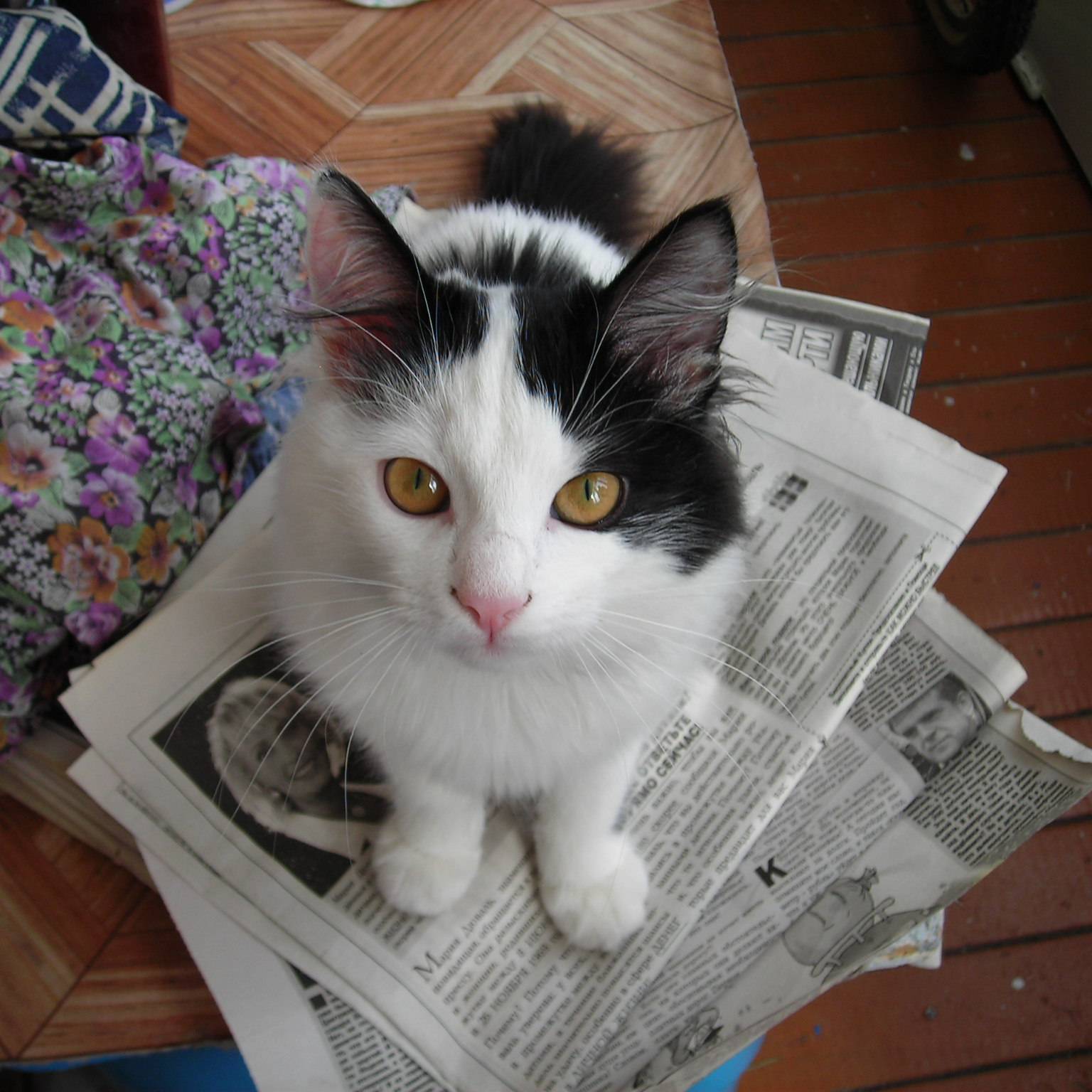 Иконка канала didi.cat.games