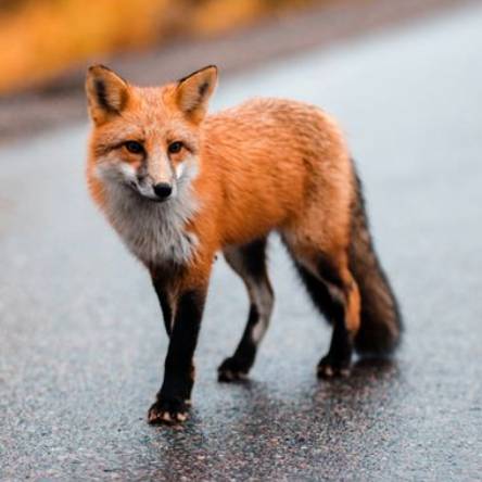 Иконка канала РомПро