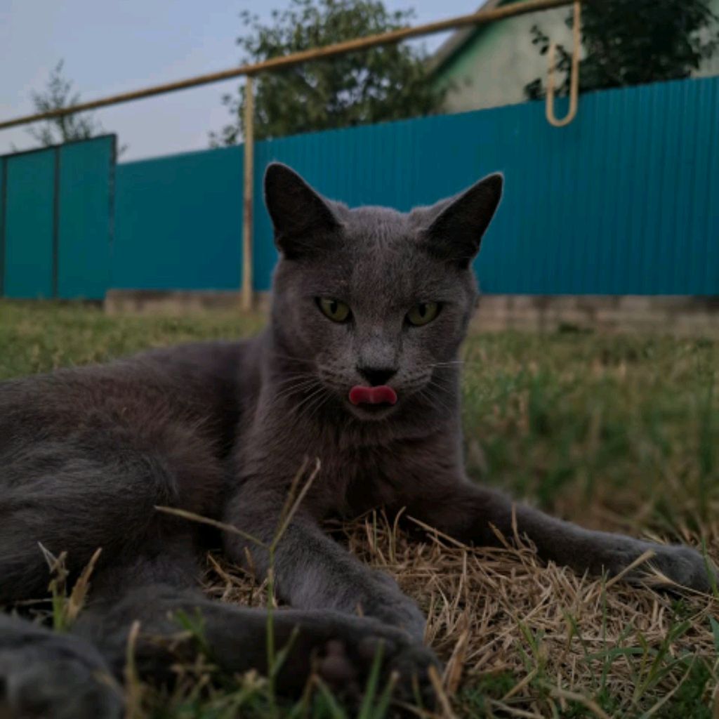 Иконка канала Верный Друг 🐈🐕