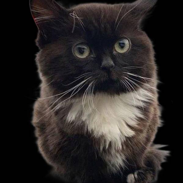 Иконка канала Барбарис (без Бориса)