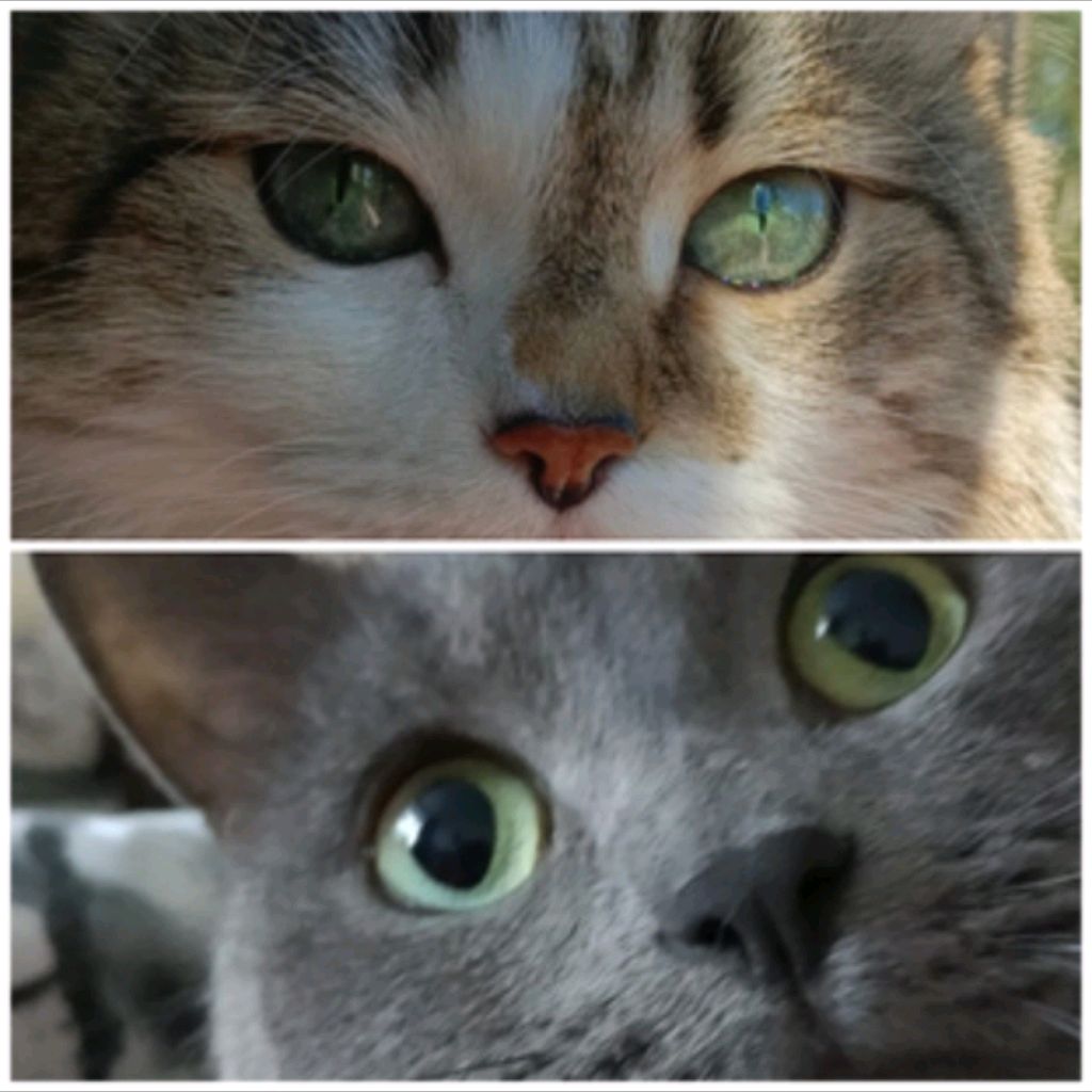 Иконка канала Хвостатый мир Кнопы и Зайчика