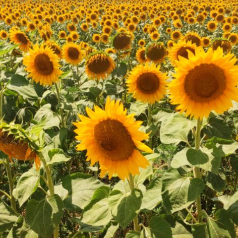 Иконка канала IgorK