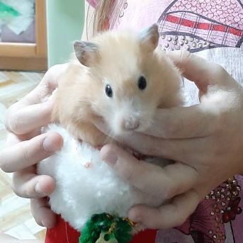 Иконка канала Звёздные Котики 🐱🌸🌼