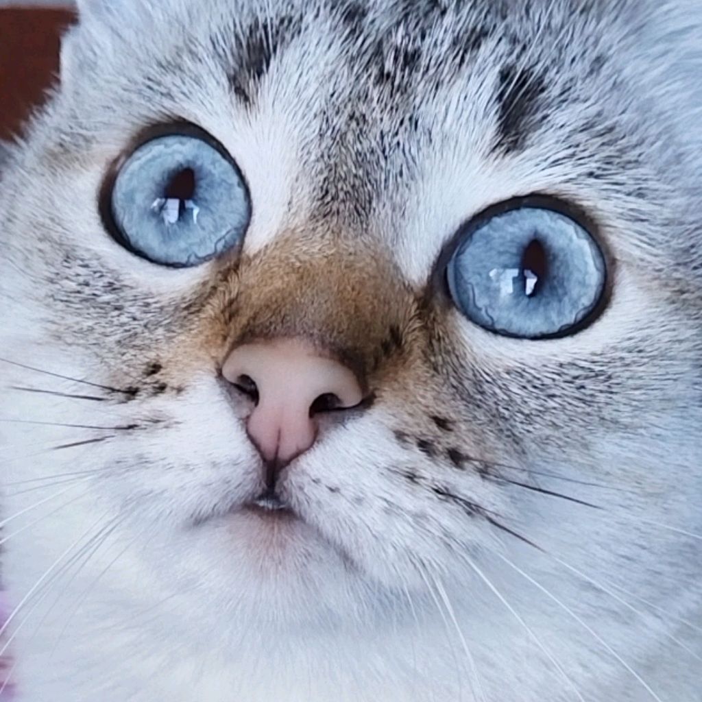 Иконка канала Про Киску и не только