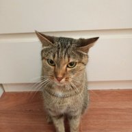 Иконка канала Strego