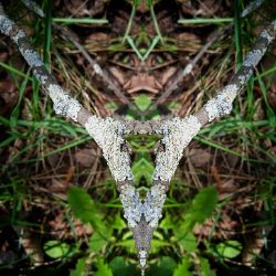 Иконка канала Мы Хвойные. С нами Мох.