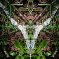 Иконка канала Мы Хвойные. С нами Мох.