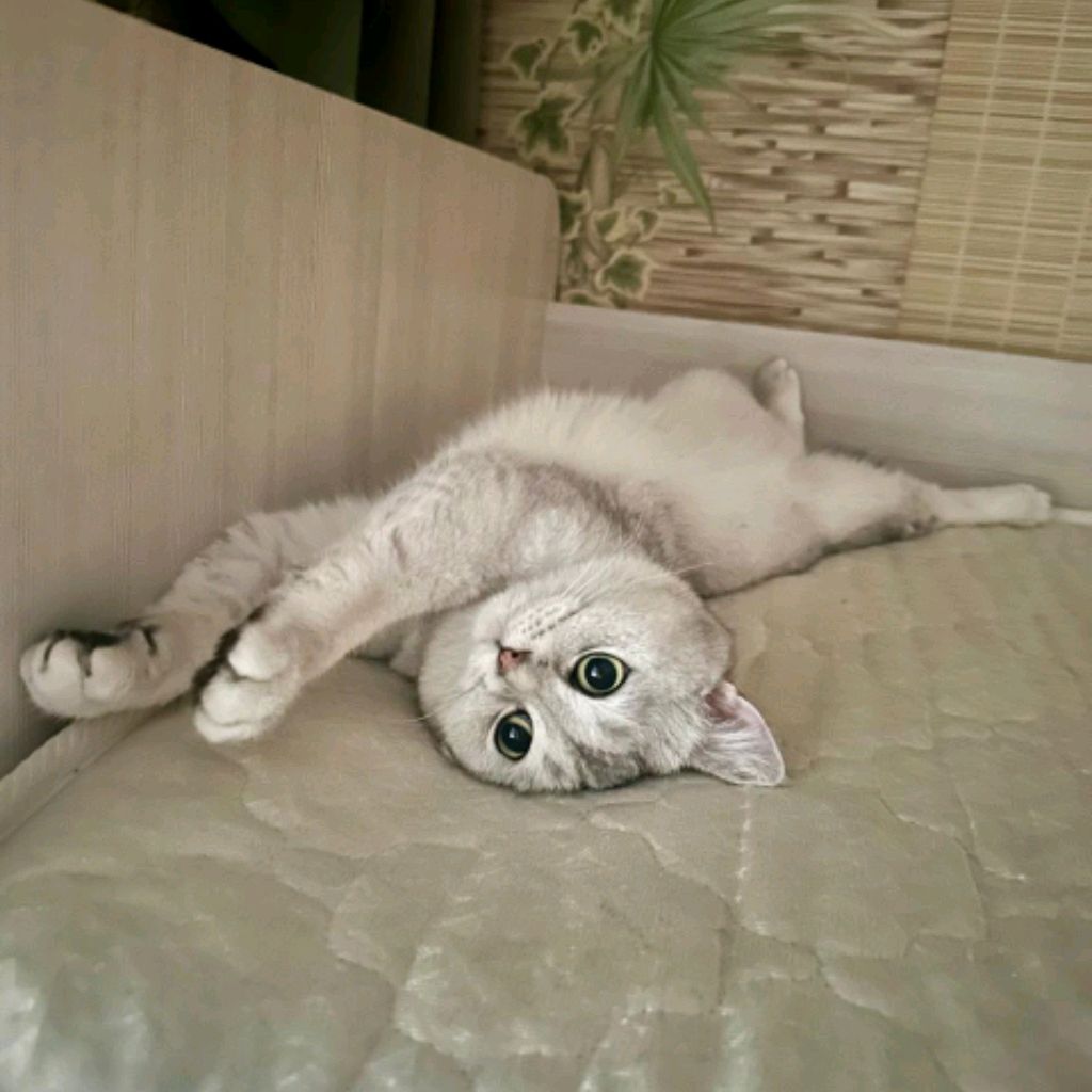 Иконка канала Миса, Настя и Кирилл