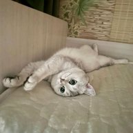 Иконка канала Миса, Настя и Кирилл