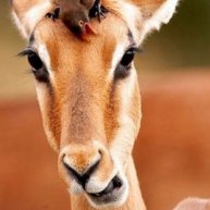 Иконка канала Теца Тотен Ция | Квест Жиртрест