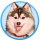 Иконка канала Pomsky_Finik