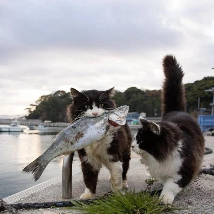 Иконка канала Стив 3.0