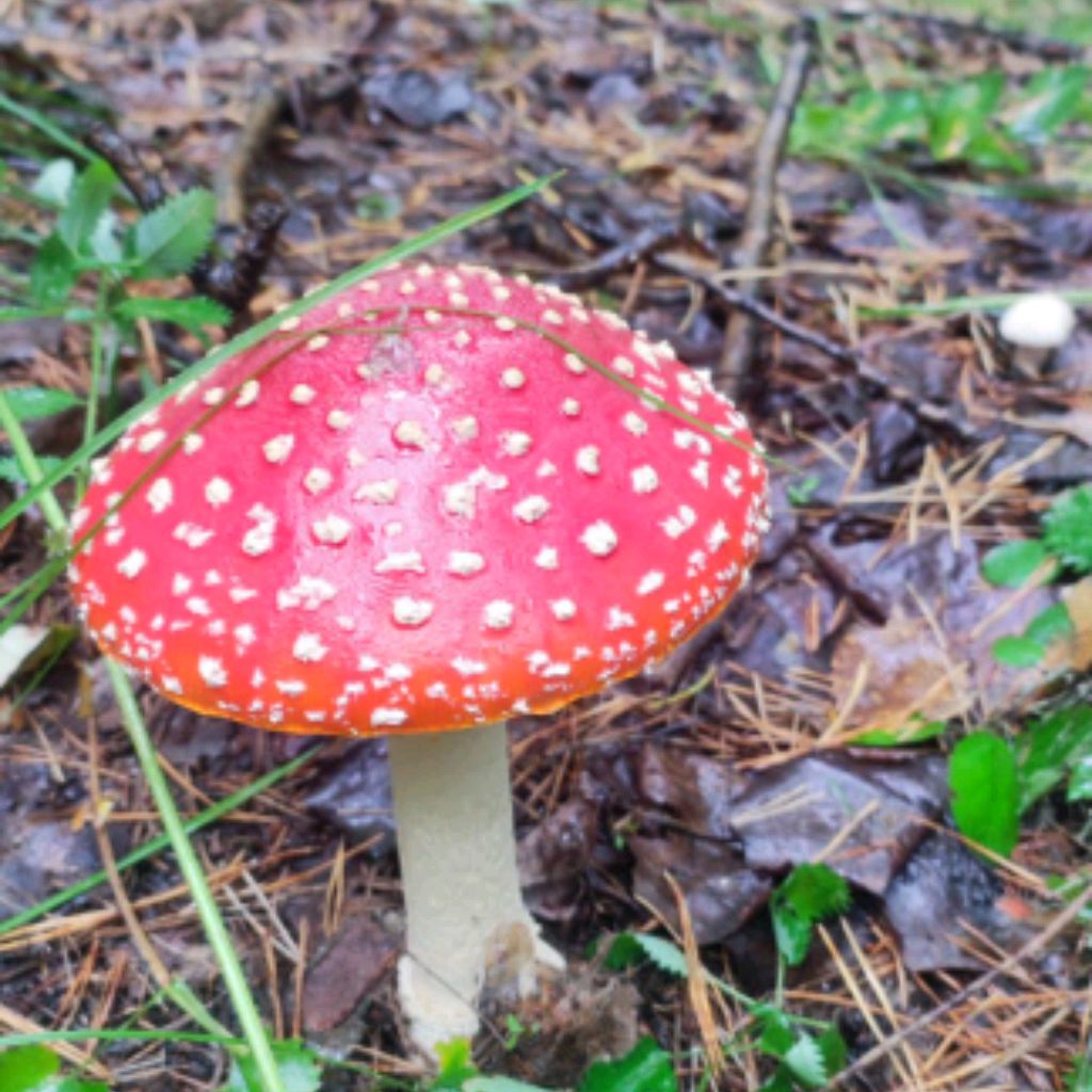 Иконка канала channel48564002