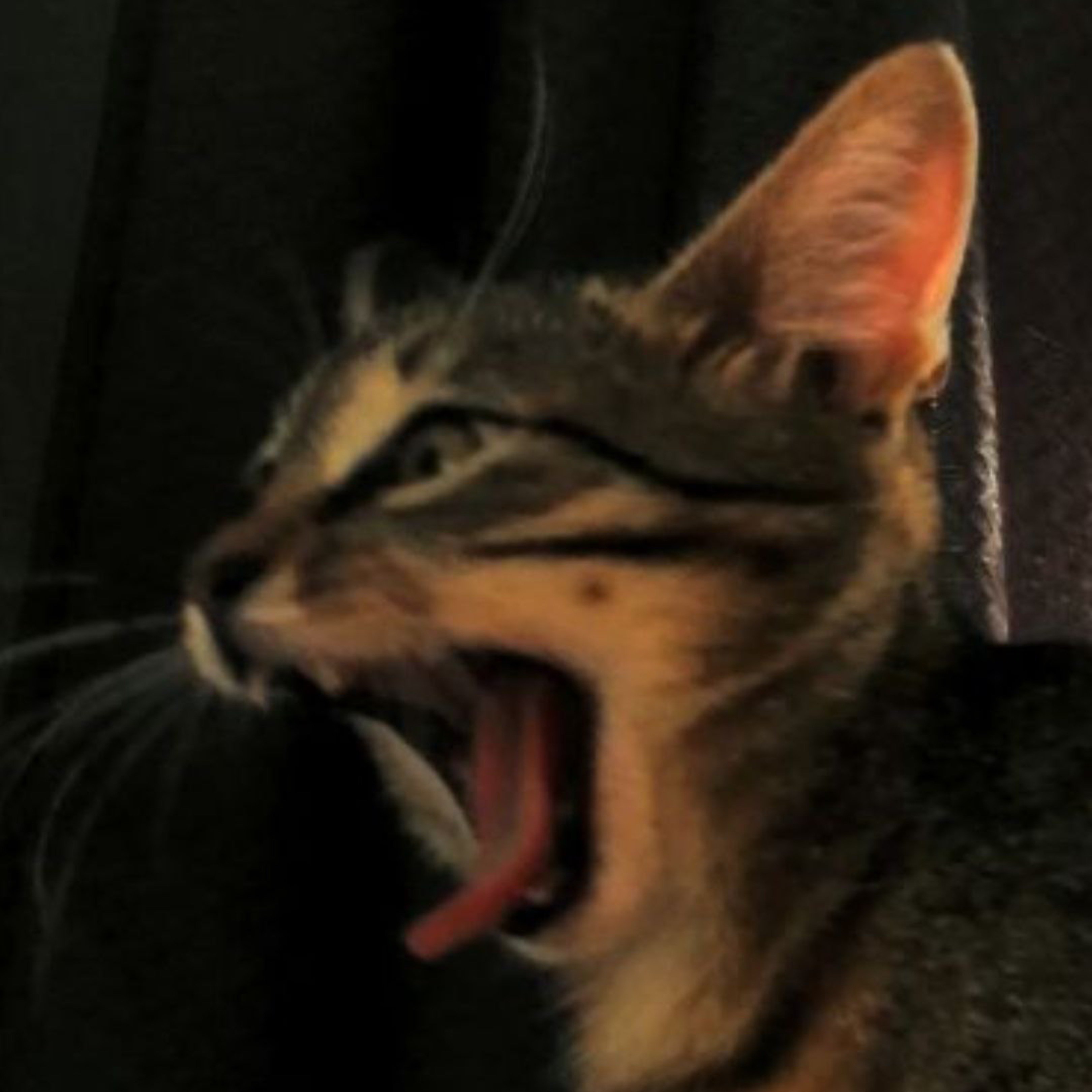 Иконка канала Angatl