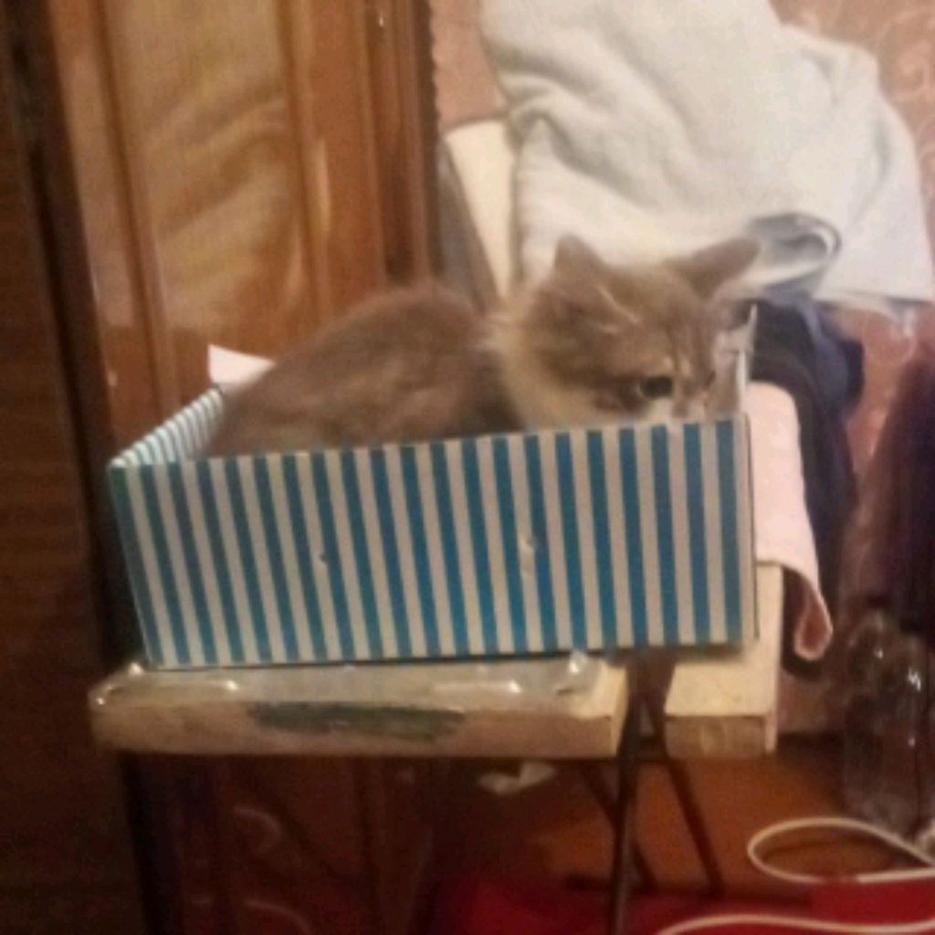 Иконка канала Кот из картона 🐱📦