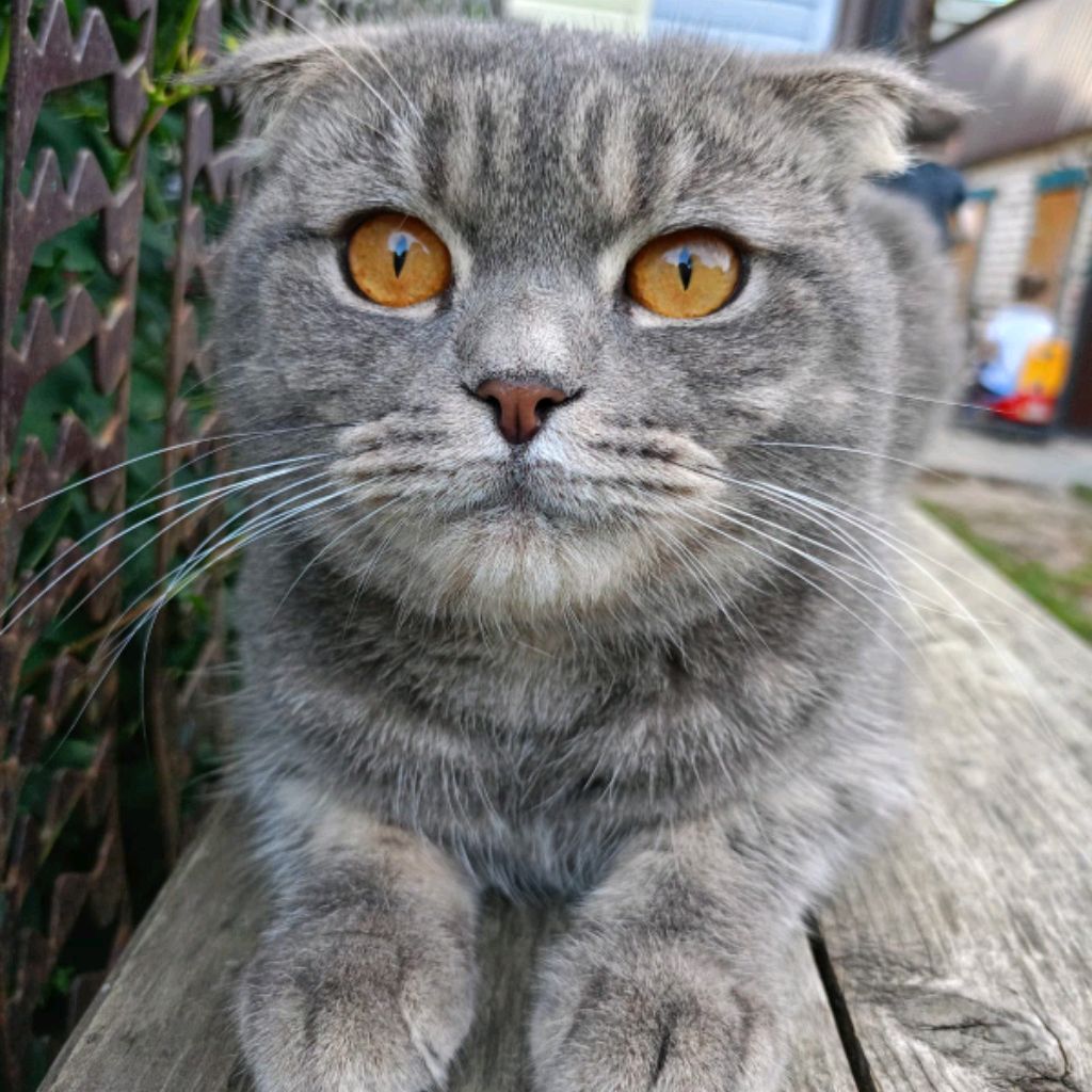 Иконка канала Adelinчек и nyшок 😺😺😺