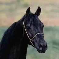 Иконка канала София Horses. Конный двор Ювента