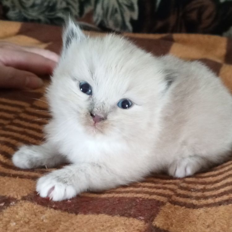 Иконка канала ВаряКотик😺