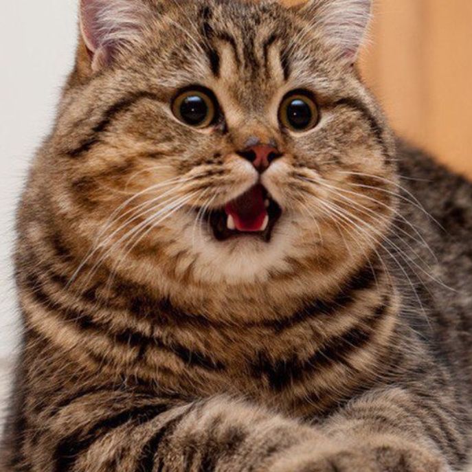 Иконка канала Кэт И Квас