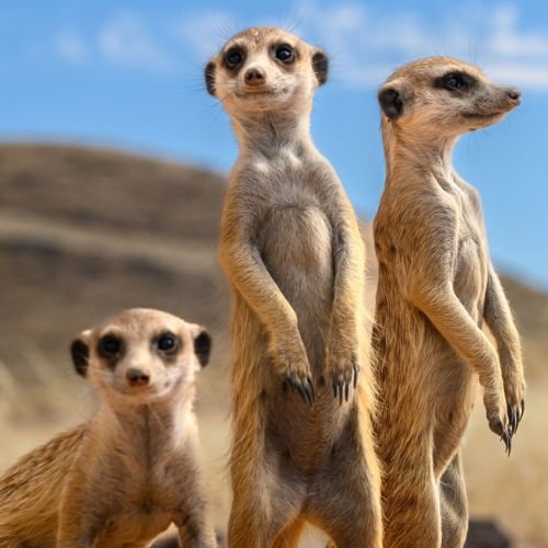 Иконка канала GlazStepnoi