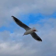 Иконка канала Стихи на заказ