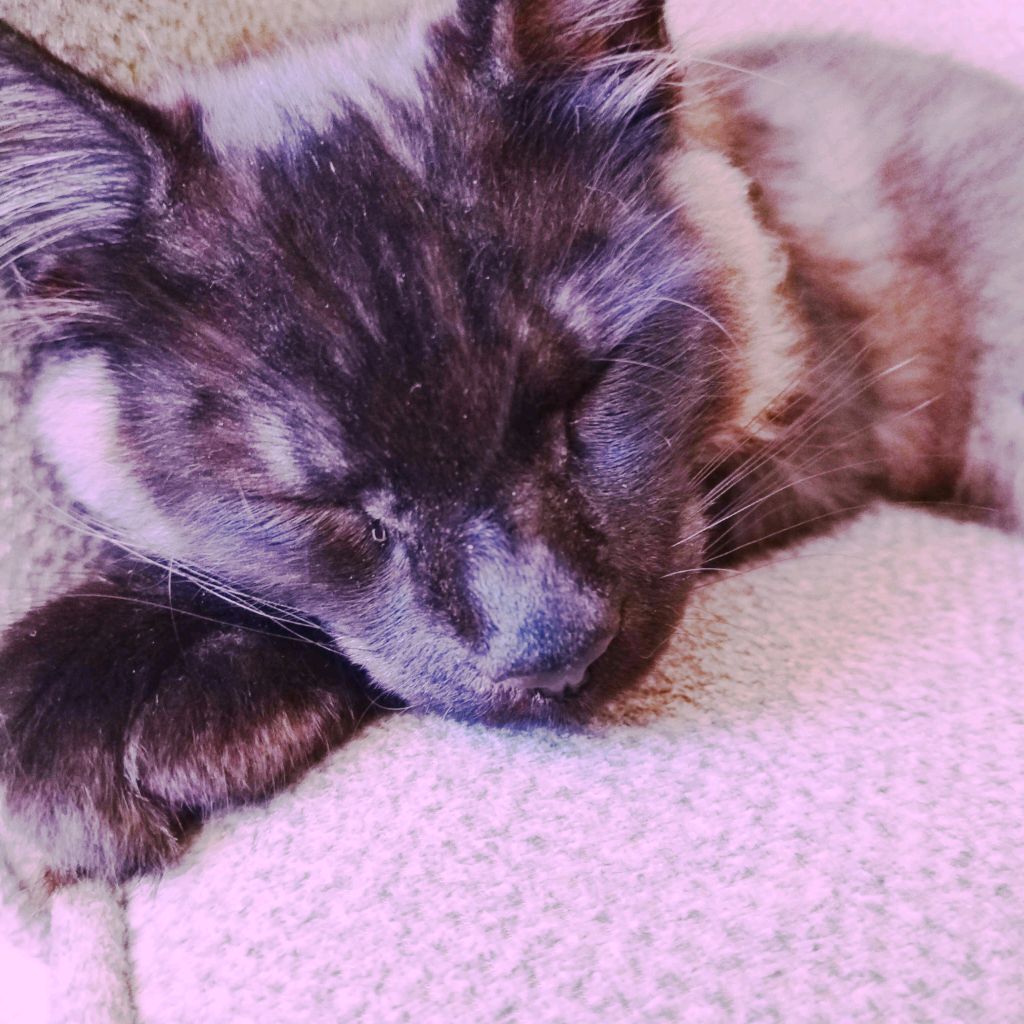 Иконка канала Северус