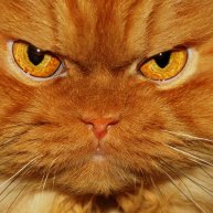 Иконка канала Для непривередливых :)