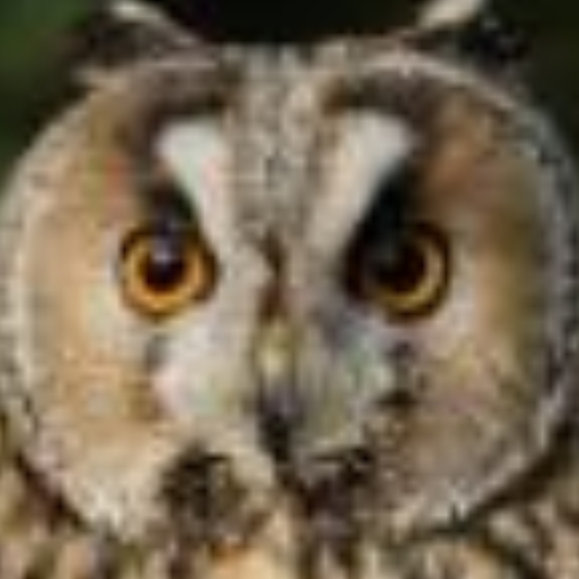 Иконка канала Cartoon and OIIAOIIA Family