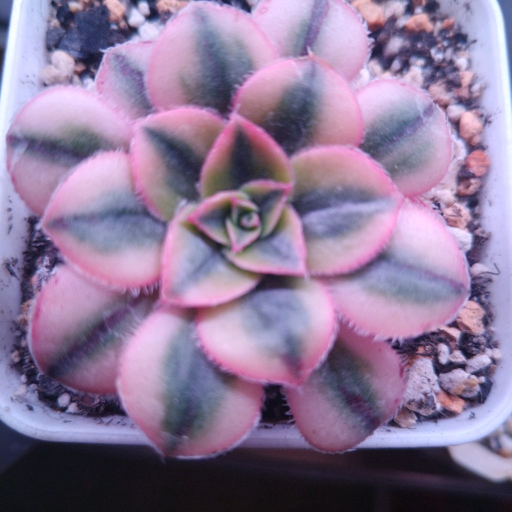 Иконка канала Молодило и суккуленты.