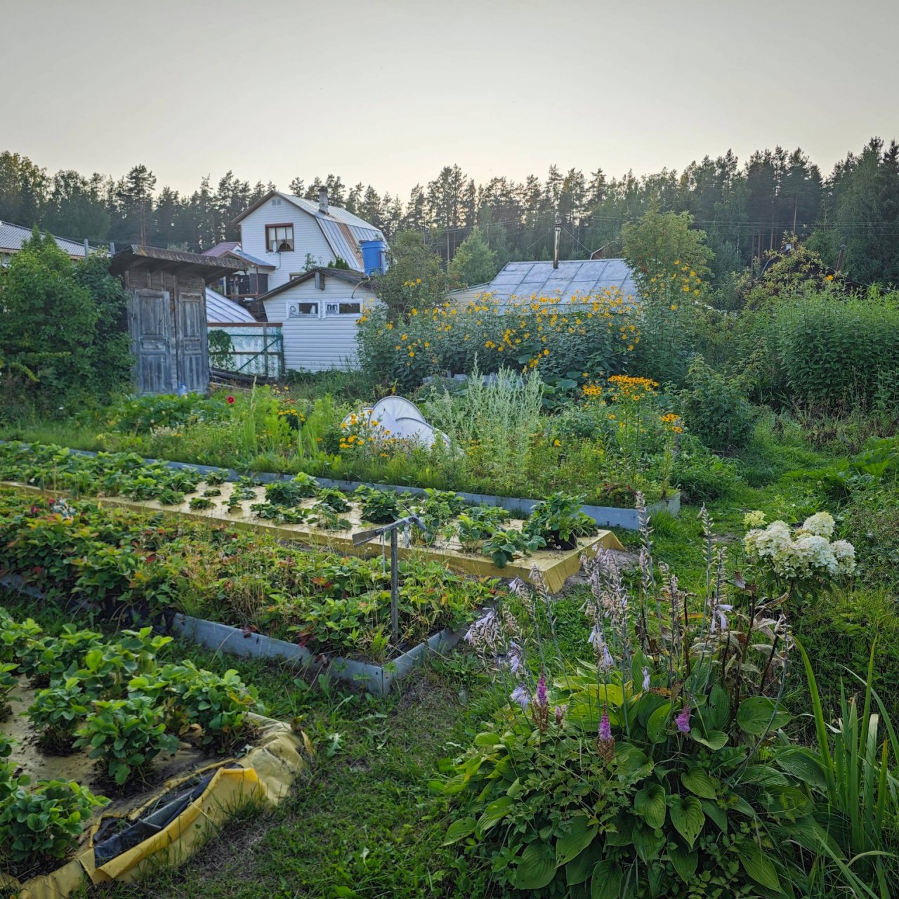Иконка канала Карелия -  Зеленая дача