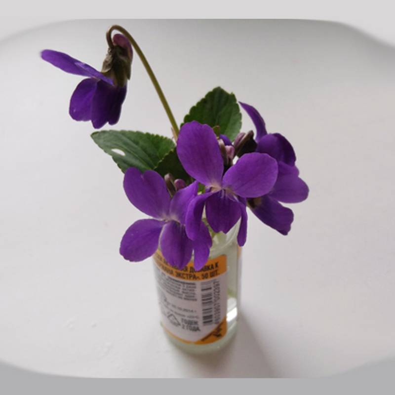 Иконка канала NB на полях и по пути