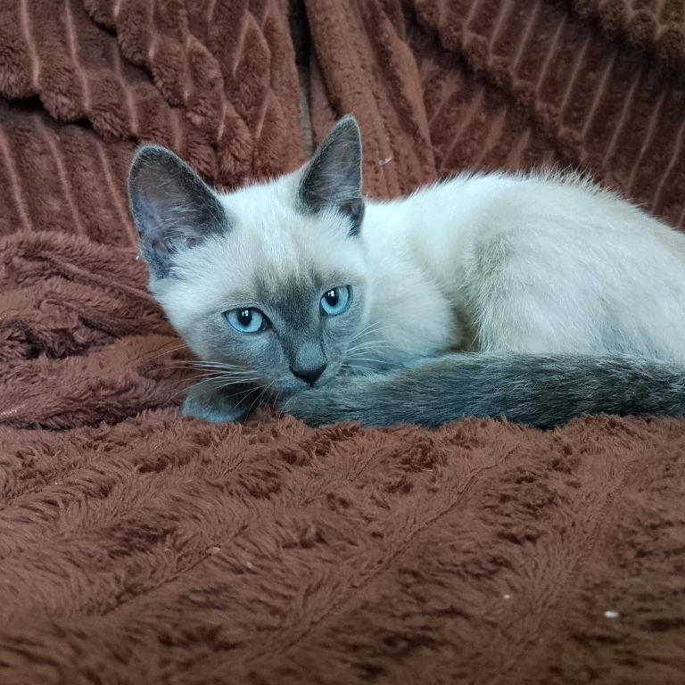 Иконка канала Звёздные Драконы