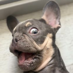 Иконка канала Французский бульдог по имени Гастон.