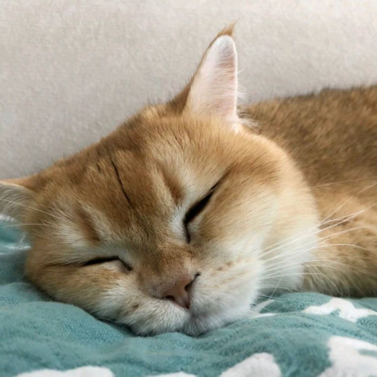 Иконка канала МЯУTUBE