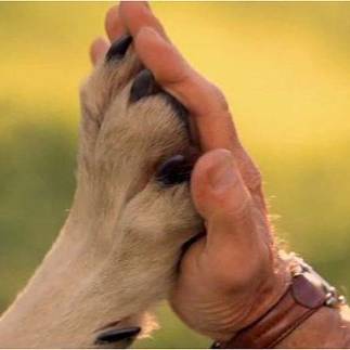 Иконка канала channel41433638