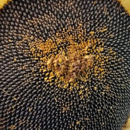 Иконка канала Смотр ТВ