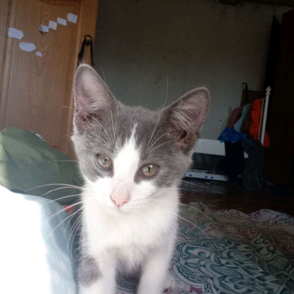 Иконка канала Джеки Котик