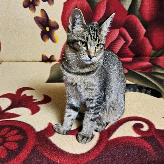 Иконка канала Drchas