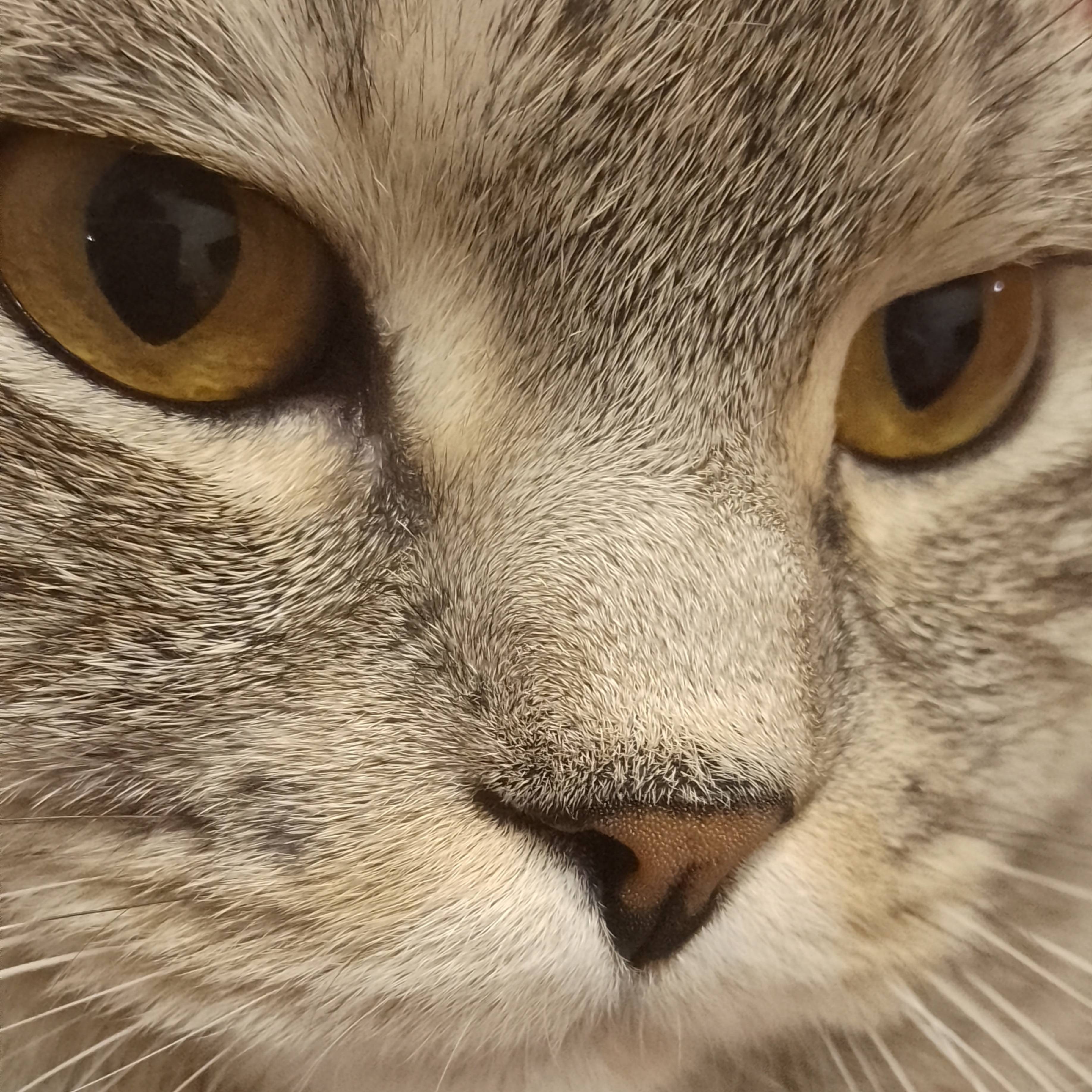 Иконка канала Просто Кот Марти