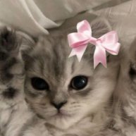 Иконка канала Kitty queen