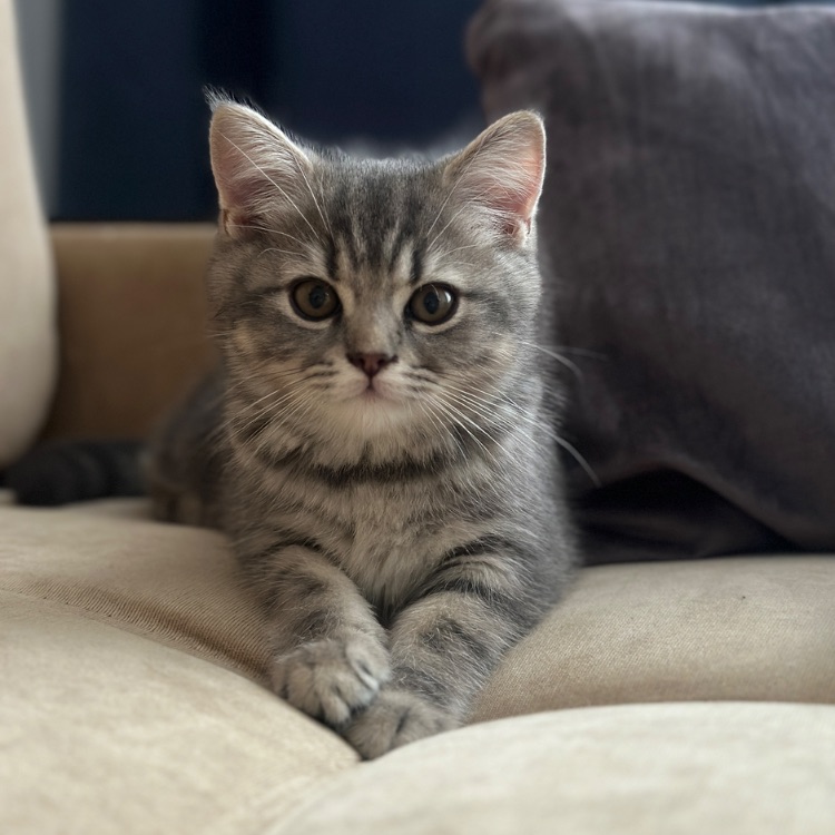 Иконка канала Smoky cat