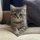 Иконка канала Smoky cat